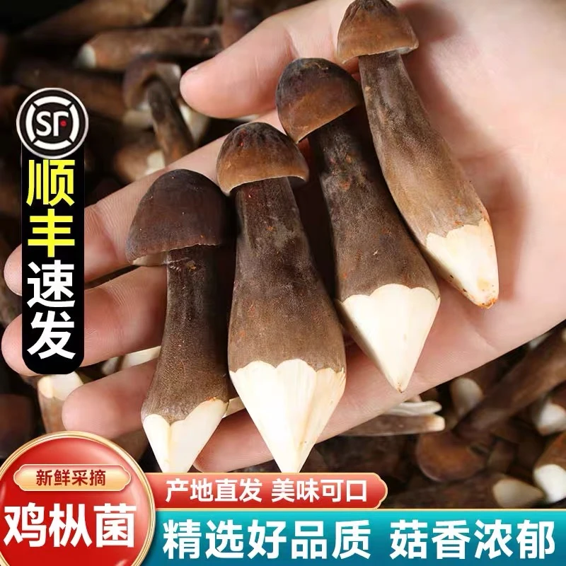 【顺丰包邮】新鲜采摘黑皮鸡枞菌长根蘑菇煲汤食材鸡枞菌菇鲜鸡枞菌
