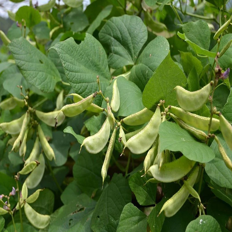 【满5包包邮】满5包发货【绿眉豆 紫边眉豆 红眉豆可选】菜籽耐热
