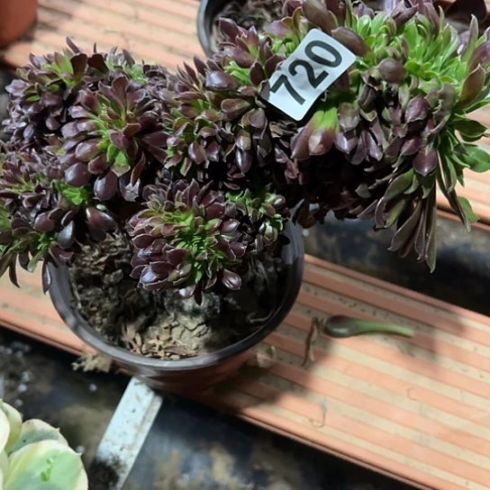 君***兰一颗多肉法师植物 720