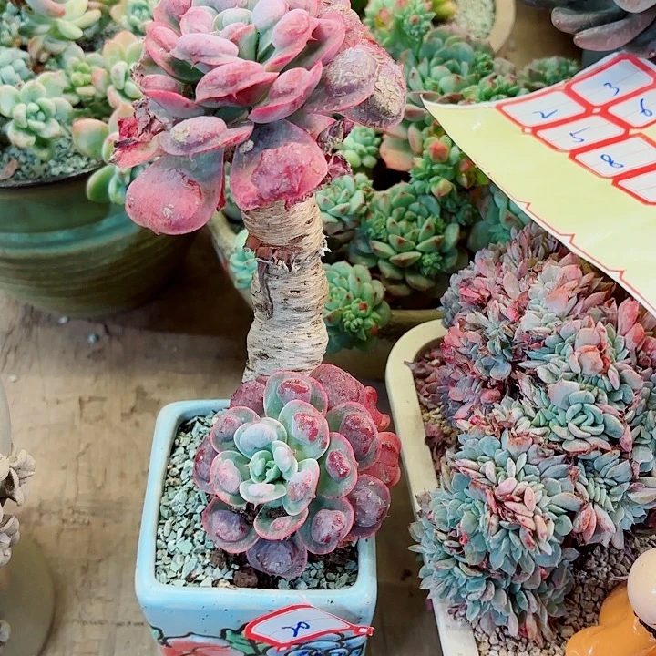 雨滴老桩精品多肉一物一拍20号