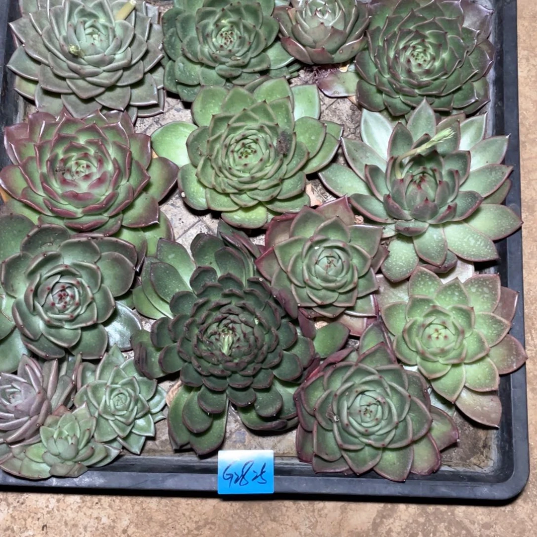 一筐特价福利不售后多肉2825