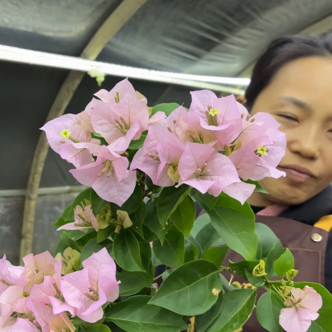 全部花苞（国际粉）三角梅会落花落叶会光杆苗有大有小