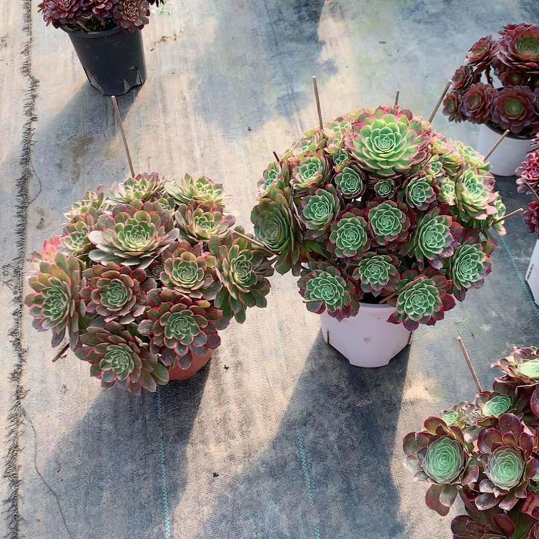 【闪购商品】小***.莲花座，多肉