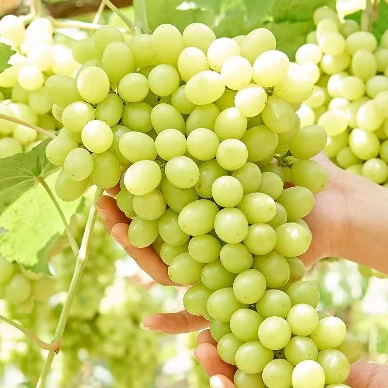 新疆吐鲁番火焰山无核白葡萄清甜无籽新鲜水果