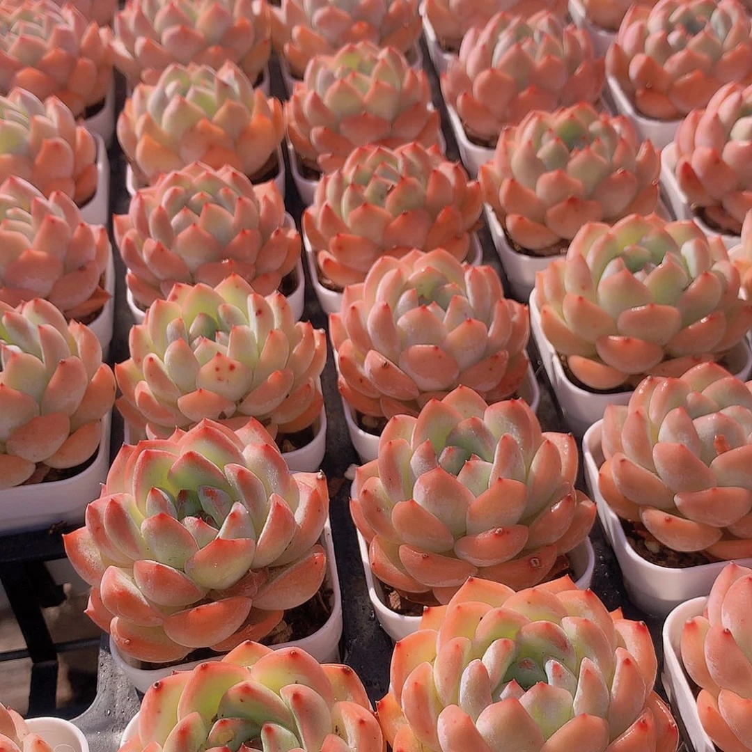 草莓杏仁3567899900