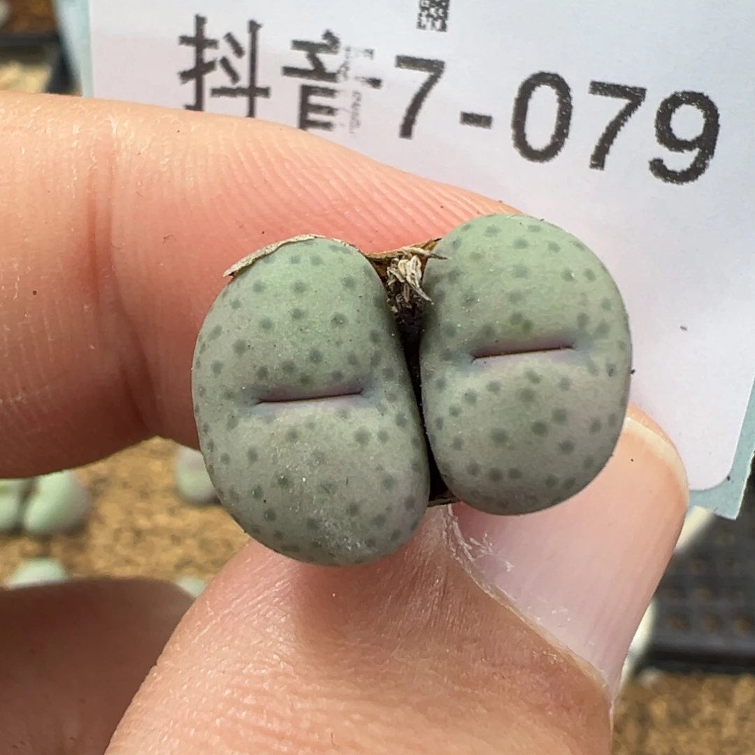 7-79肉锥多肉植物
