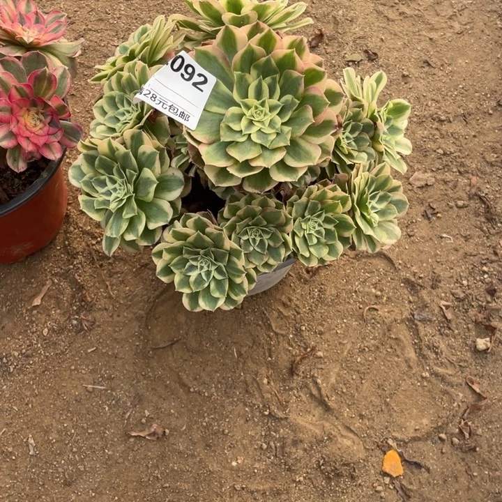 多肉植物玉资法师092