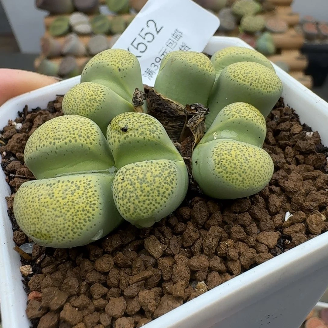 552多肉哈哈哈哈哈哈吧