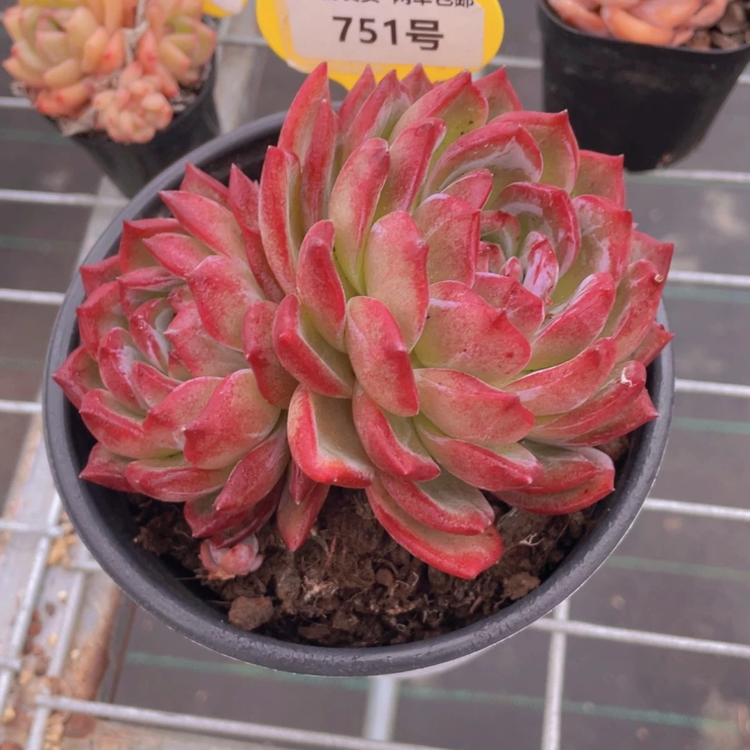 751号 老桩母本夜魔侠大双头