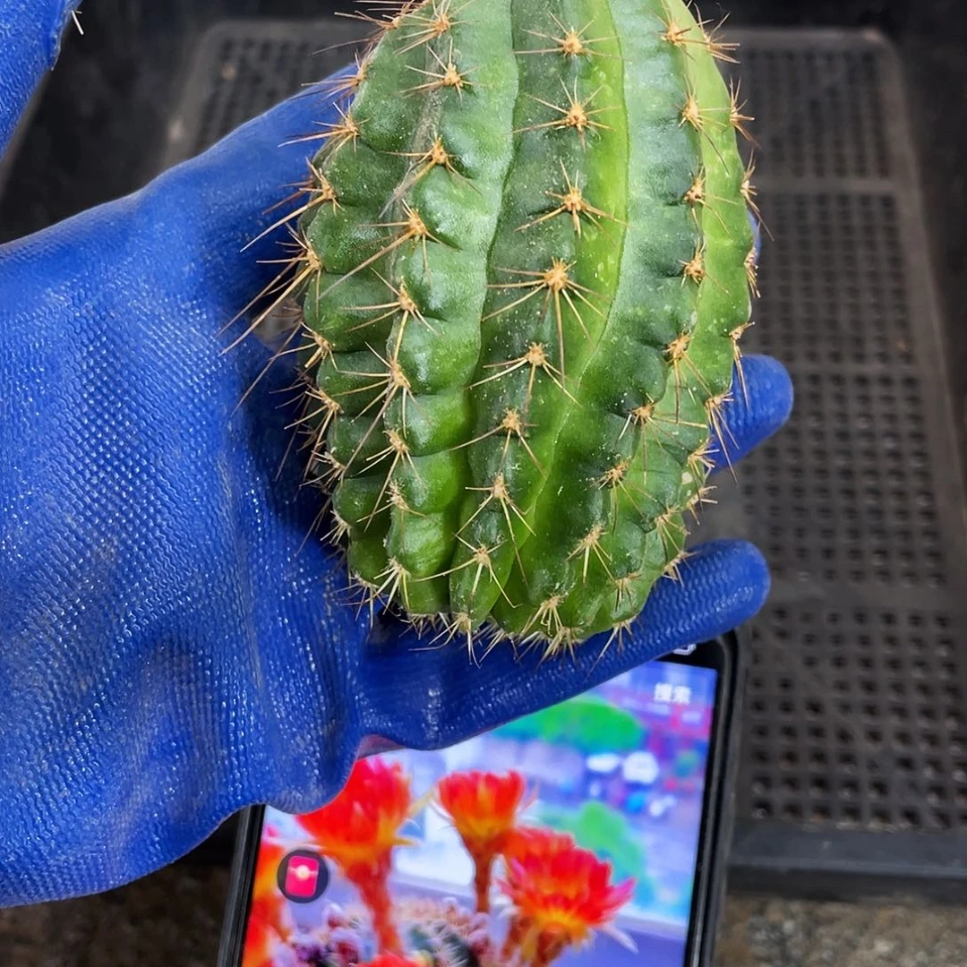 源丽火侧芽歪5公分左右满18包邮