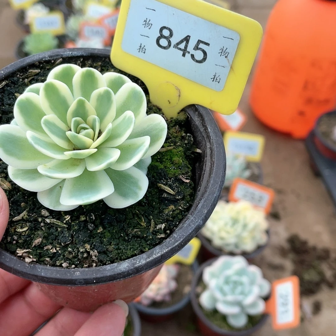 【闪购商品】845号