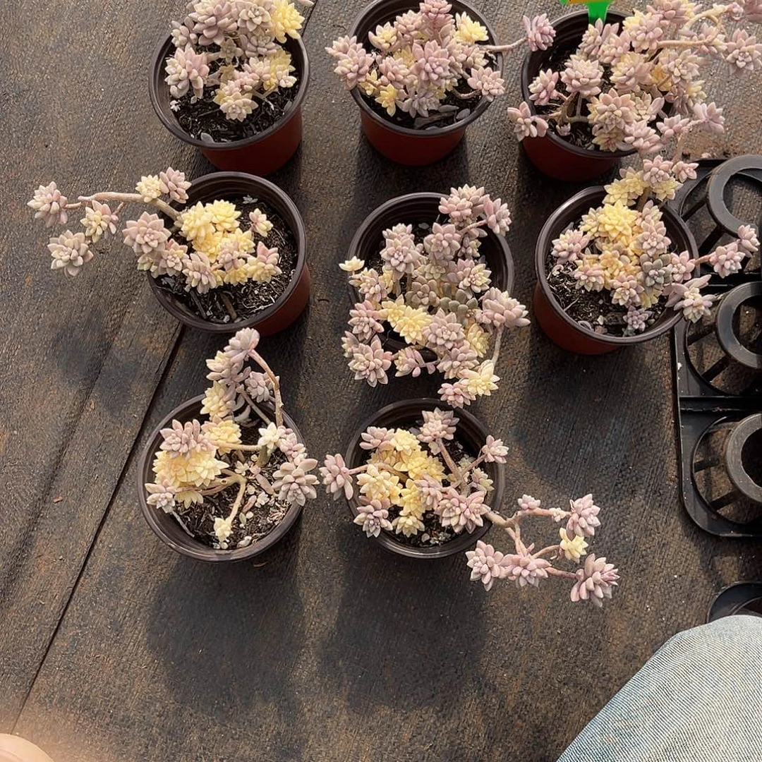 耿***耿云尘多肉一物一拍 883,