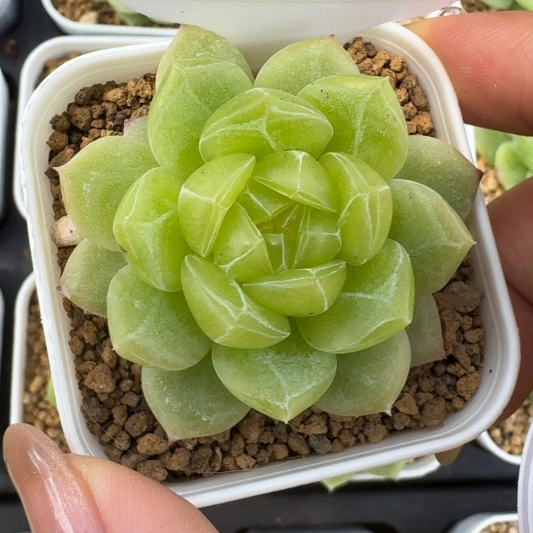 0819-035-3004玉露
