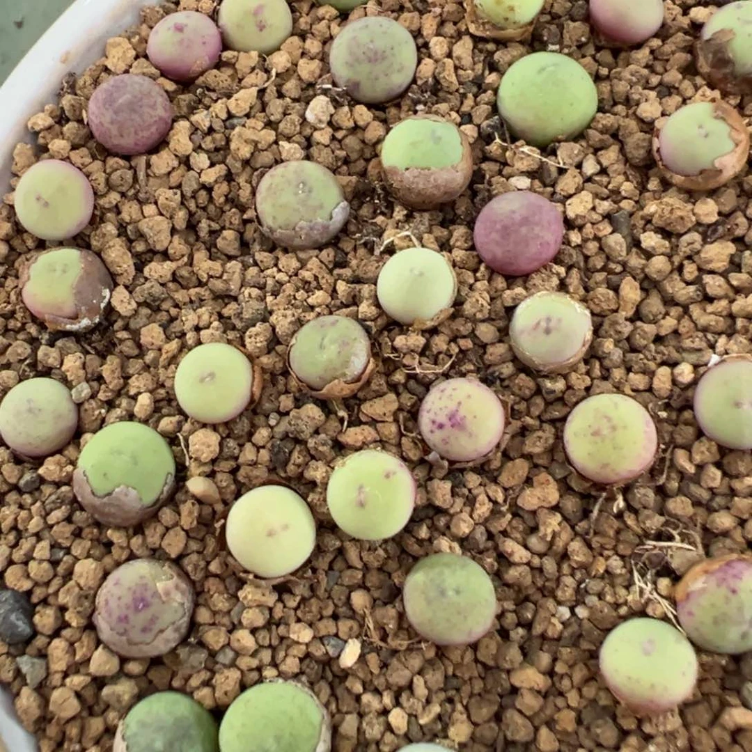 7-130量拍sb1102v嘴小苗一颗