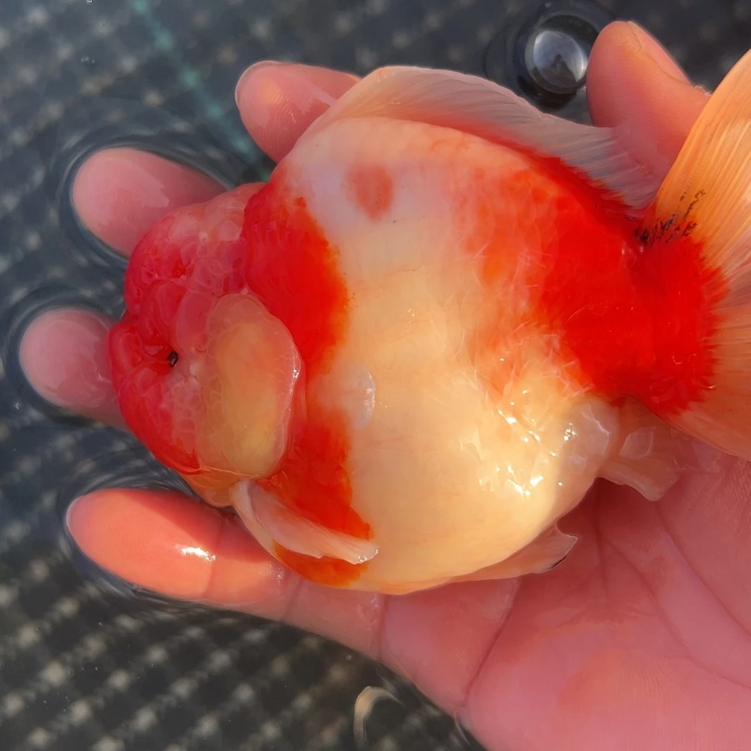 金鱼短尾将军泰狮