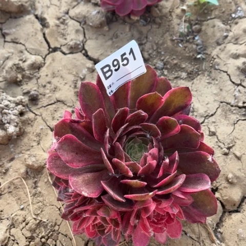 多肉植物黑魔锦捧花