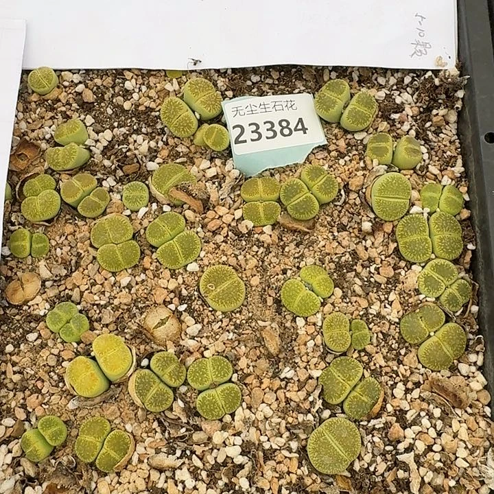 23384清框特价绿光阳