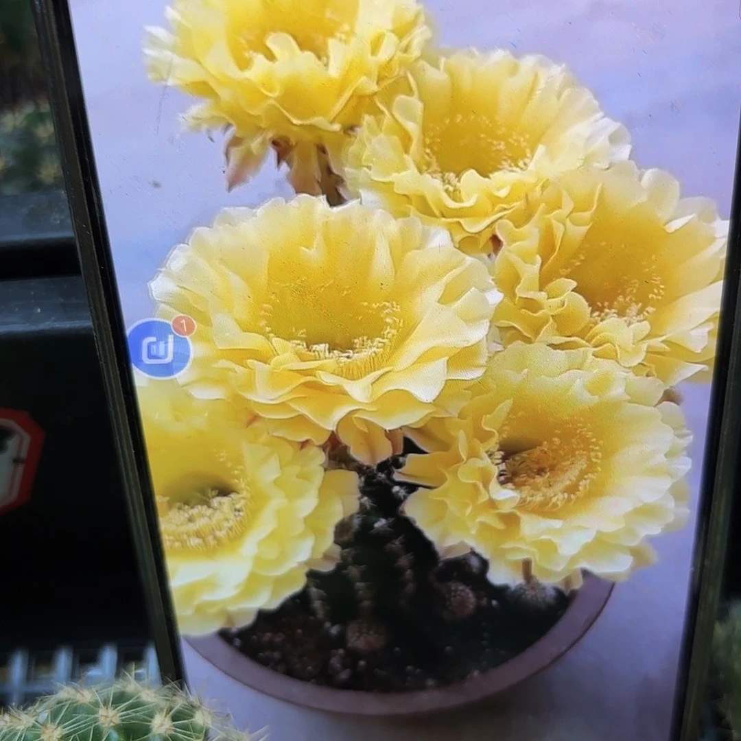 彩娇媚无根侧牙20包邮14