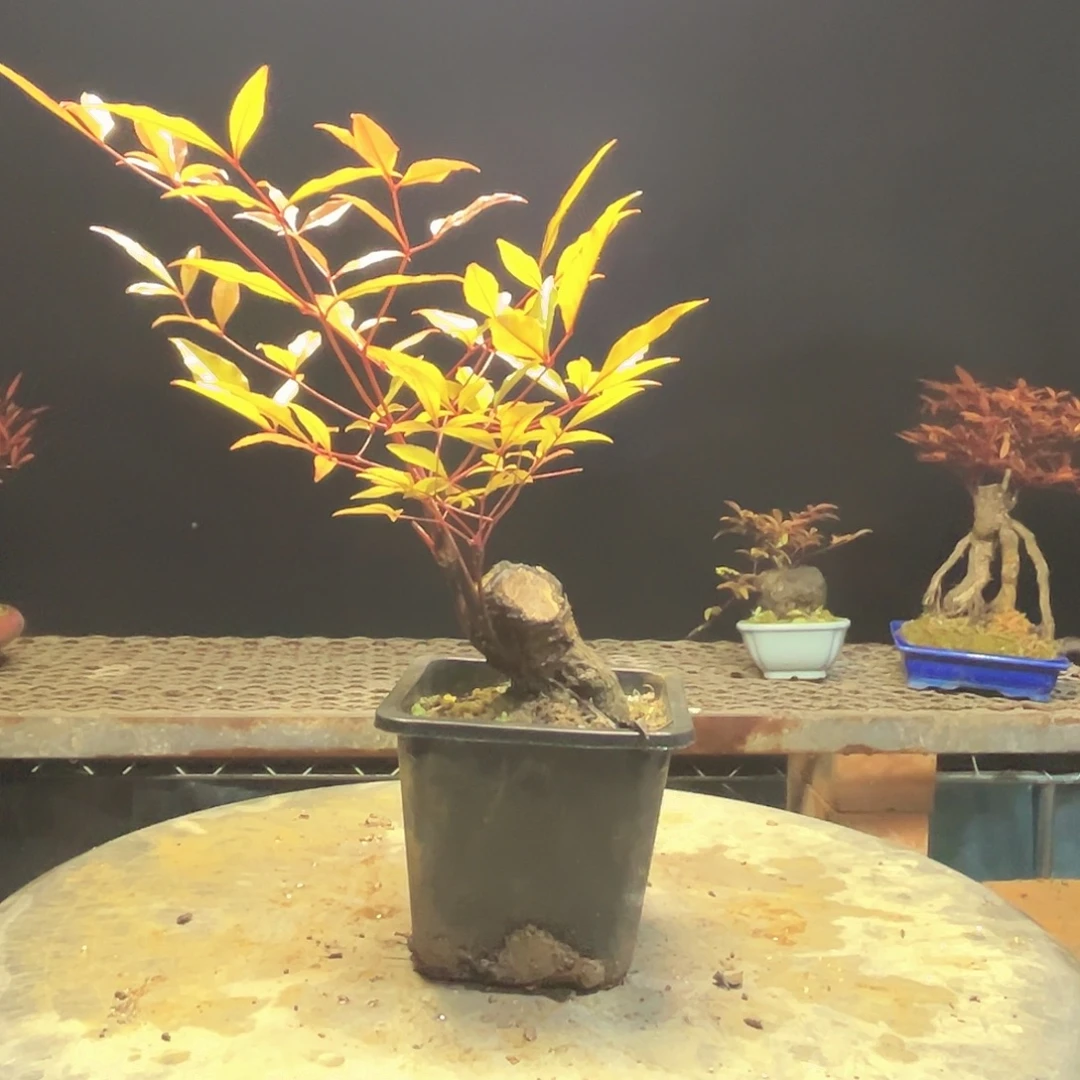 不开花植物0000002