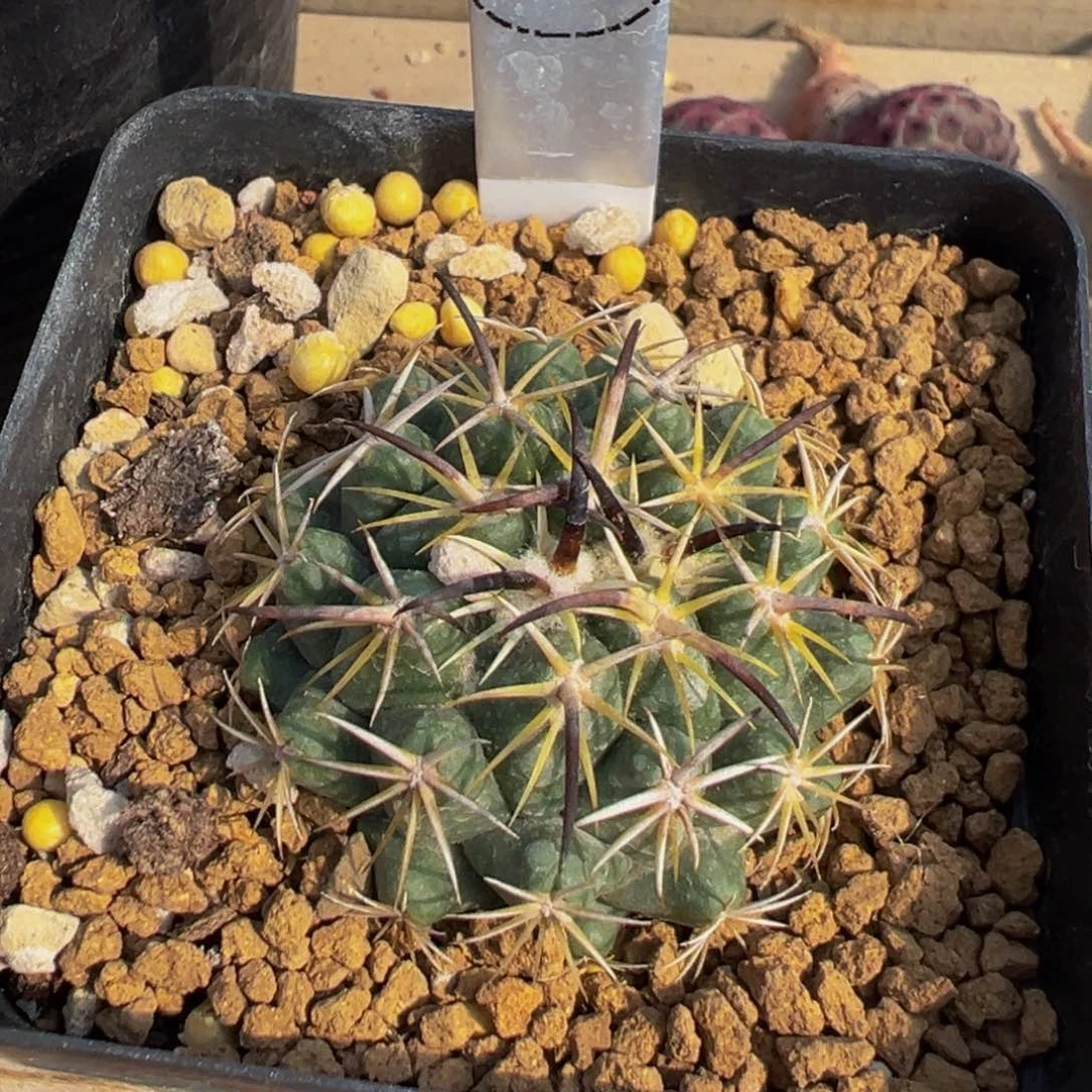 50实生根顶花球属钢钉