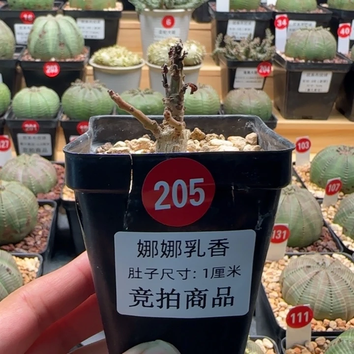 205号娜娜乳香竞拍商品