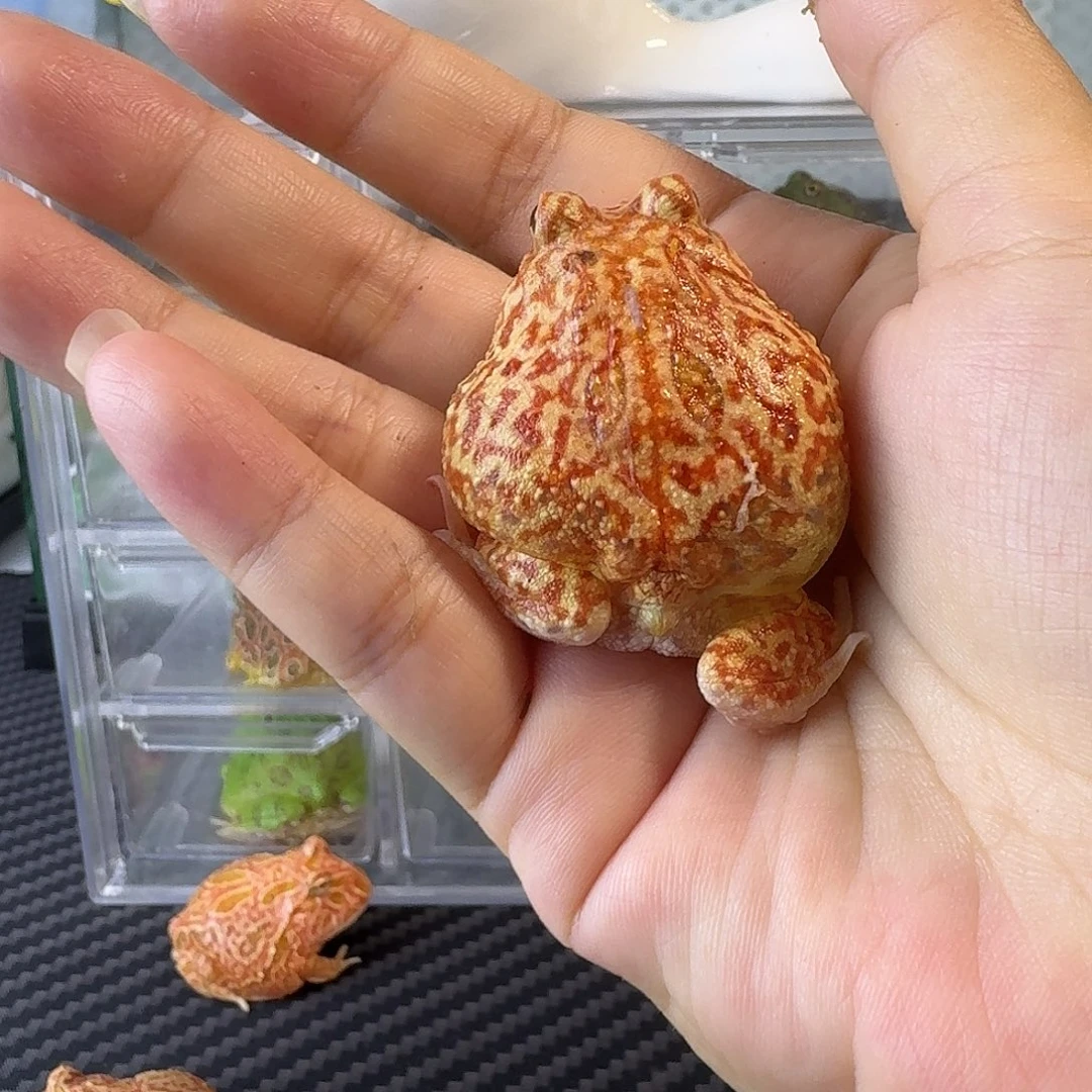 Y***o角蛙火龙角蛙加水陆盒