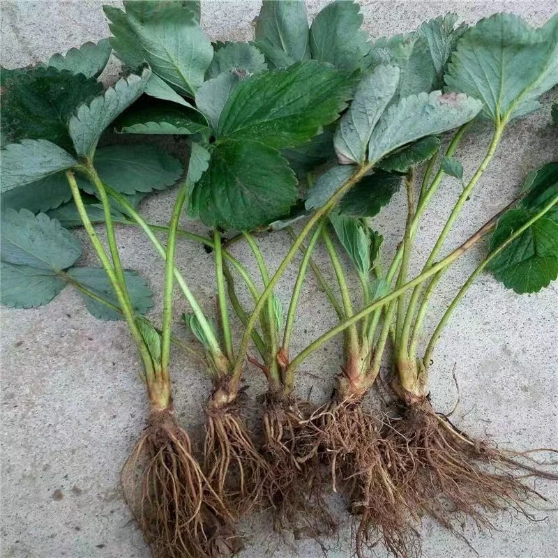 奶油红颜四季结果阳台种植带花带果四季草莓苗穴盘苗新苗盆栽带土