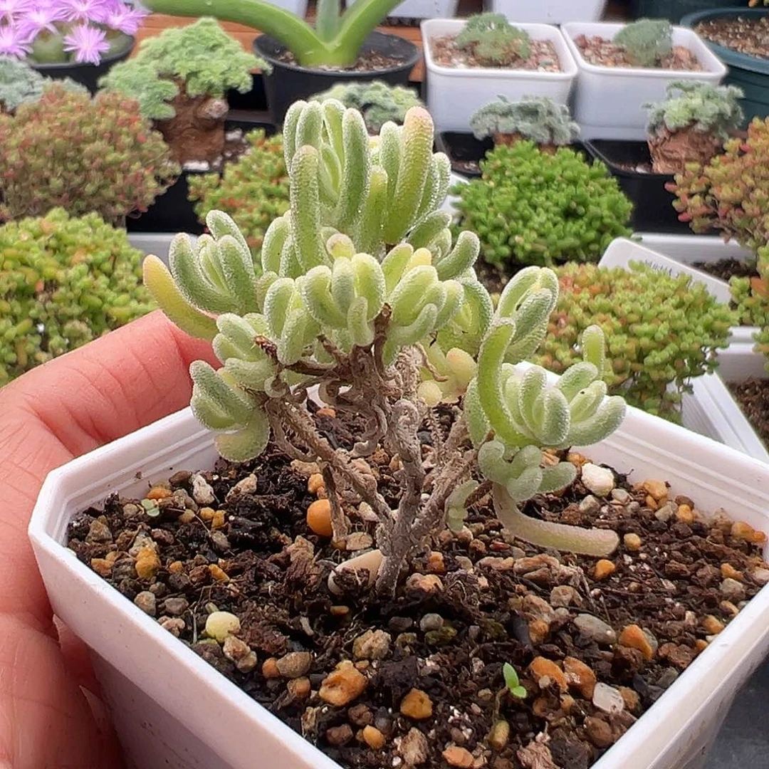 35号白体橙叶锦12.25多肉