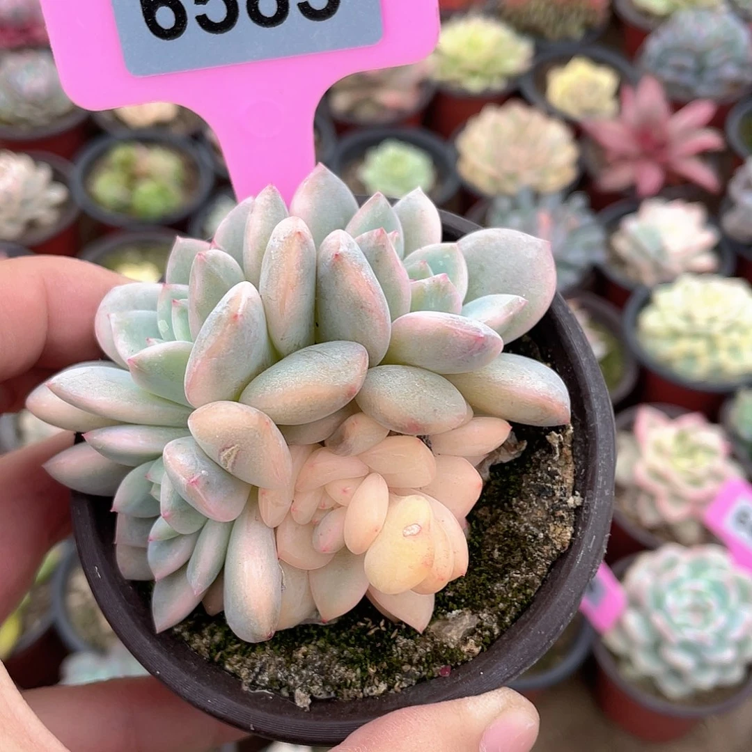 6585号砍头群梦露