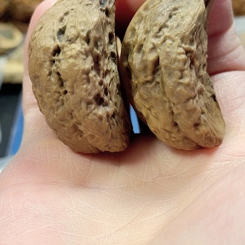 文玩核桃把件半壁带彩41