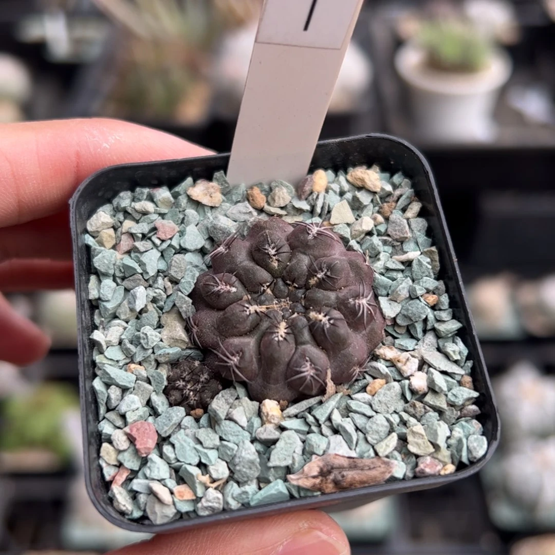 实生豹头 脱土发货