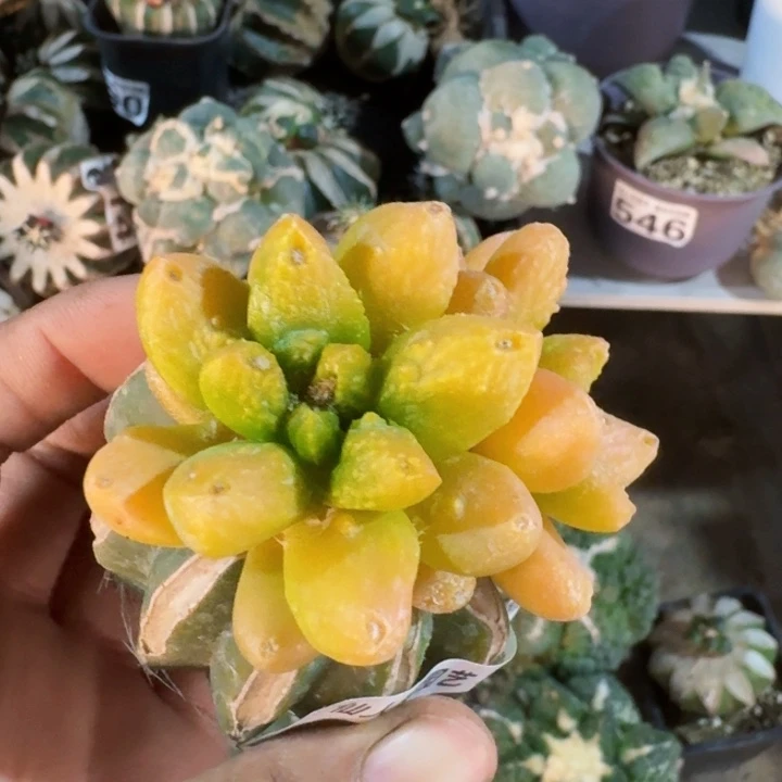 682龙角牡丹锦仙人球