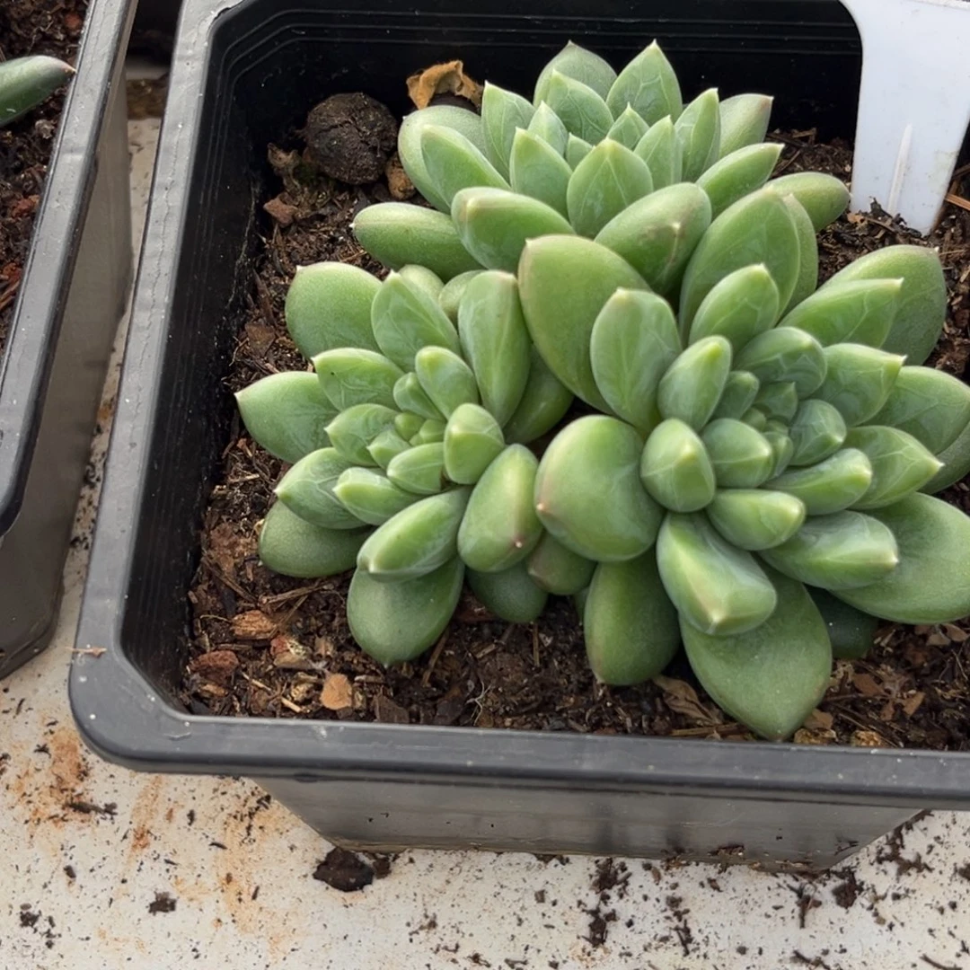 美人系多肉植物185