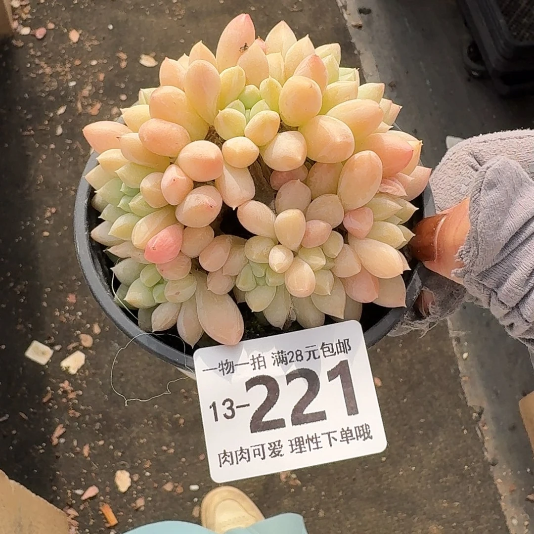 星空美人无盆土发货