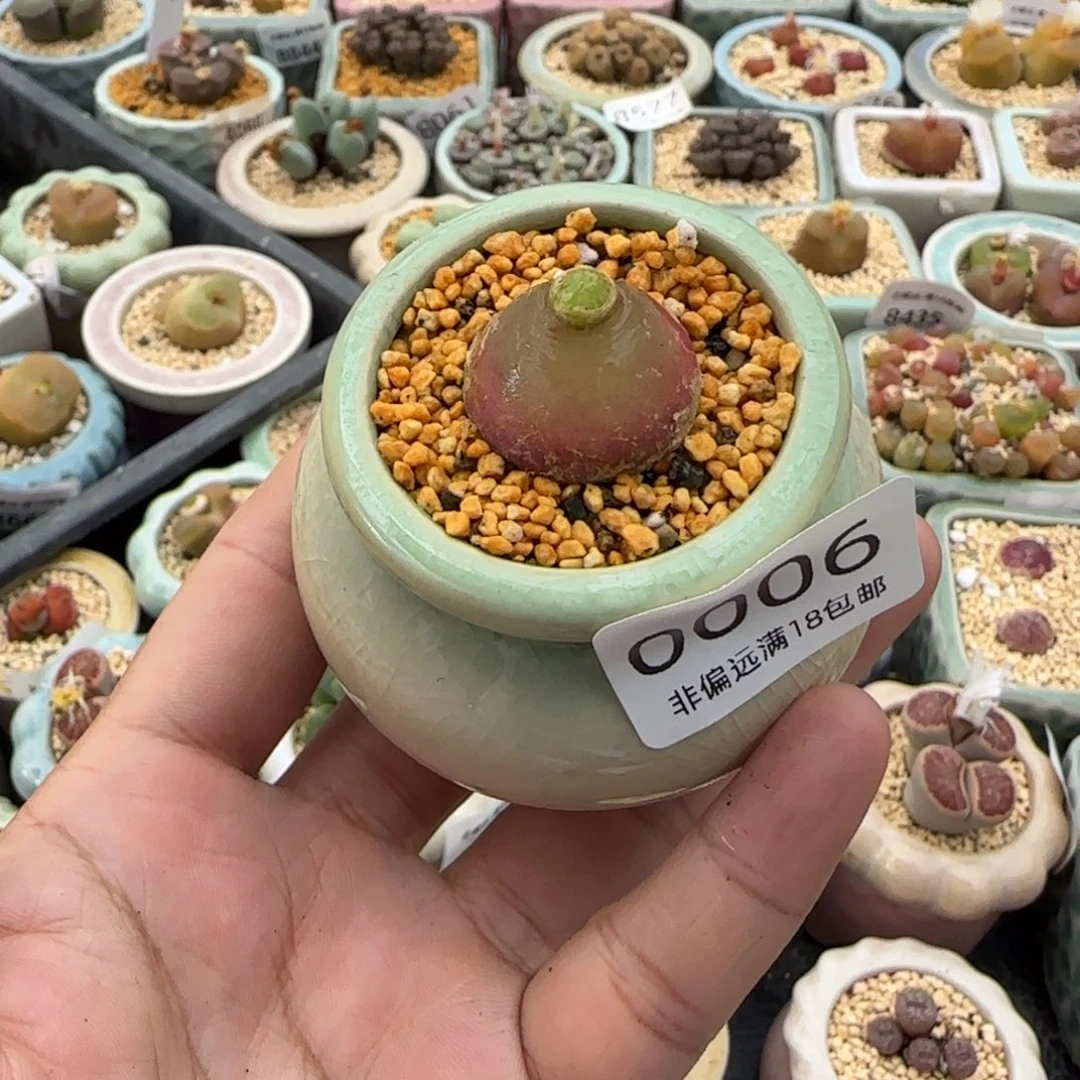 0006--一物一拍 带盆