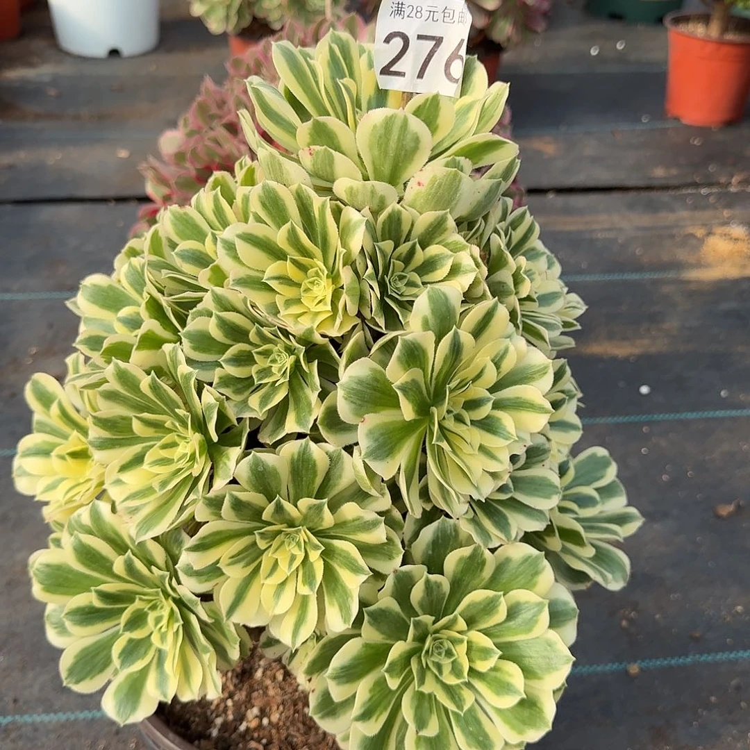 迈巴赫福利00000000000276