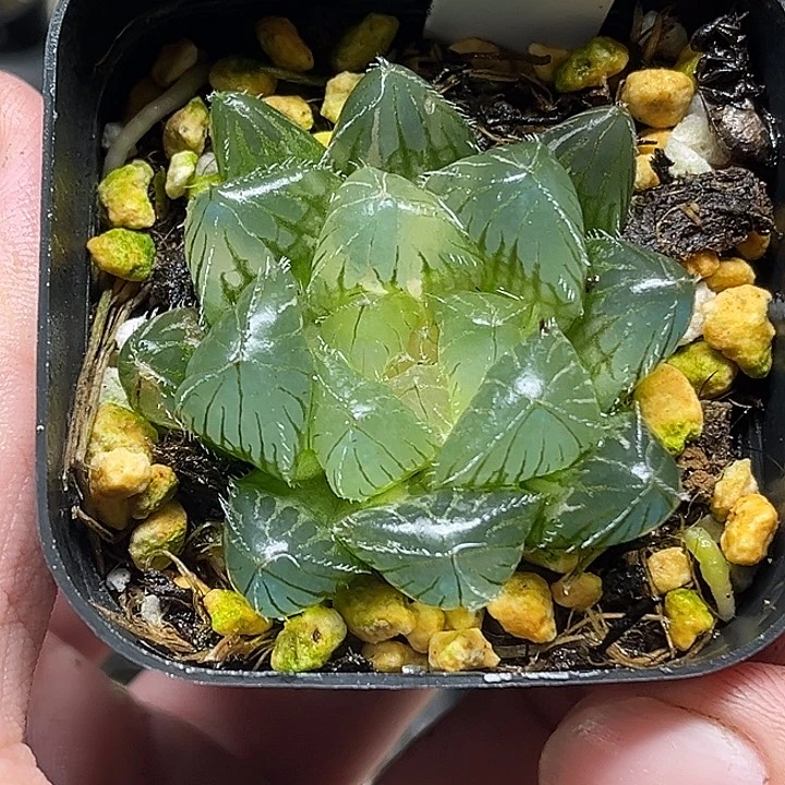 132大窗冰魄玉露锦