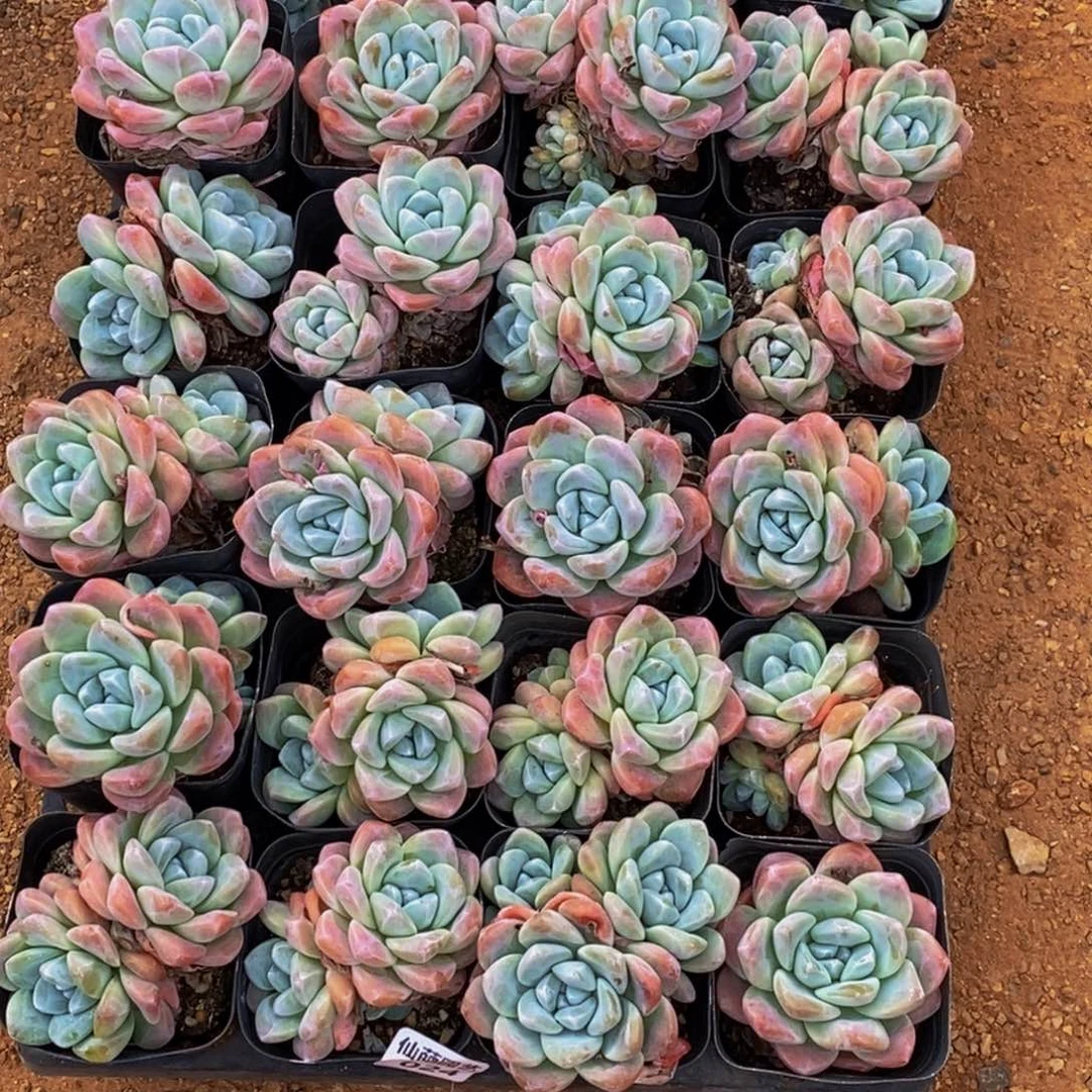 024多肉植物保护研究所两个月