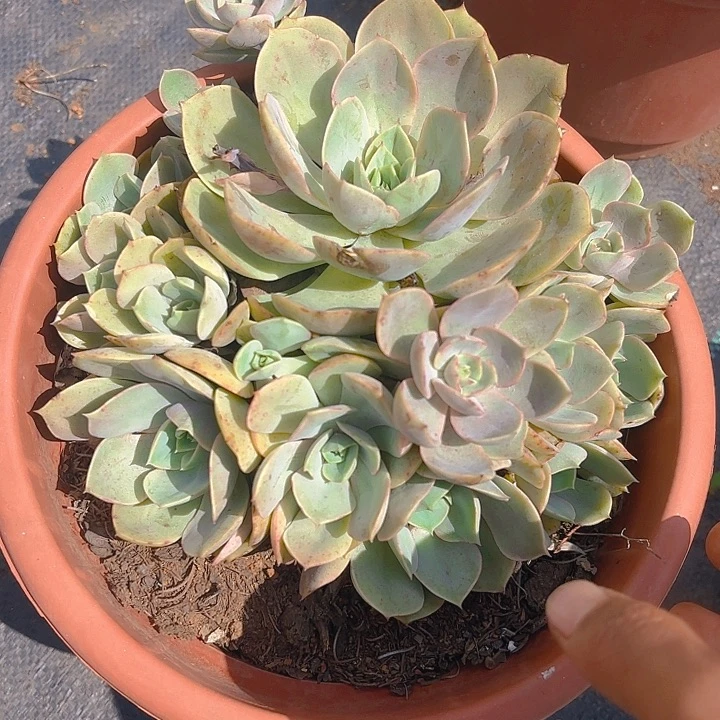 多肉植物。。。。。。。。。。。。。。。