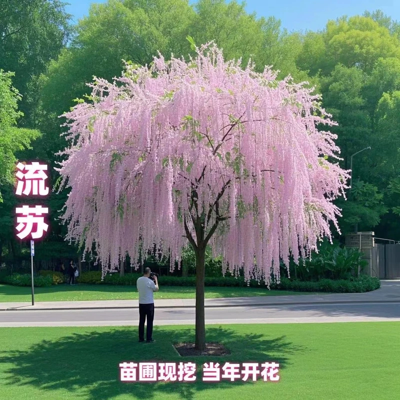 正宗流苏花树苗耐寒好活盆栽风景树庭院别墅阳台花卉四季好养老桩