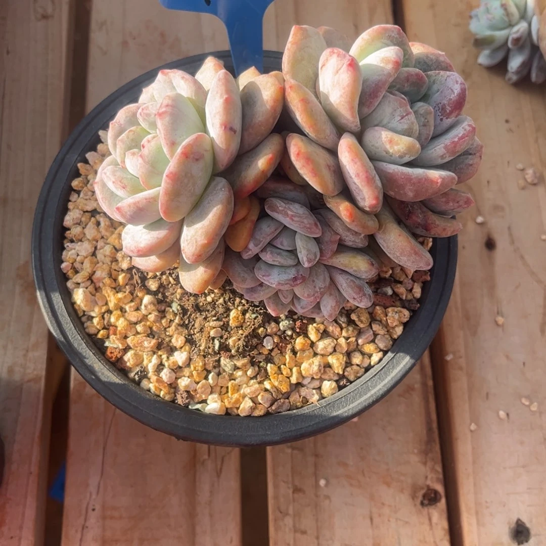 阿***德阿德的星颖石化群一物一拍