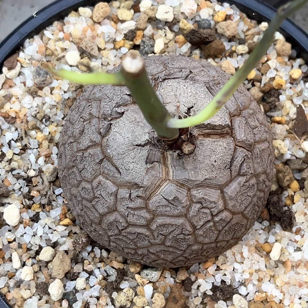 潮流植物黑灰南非龟，9063