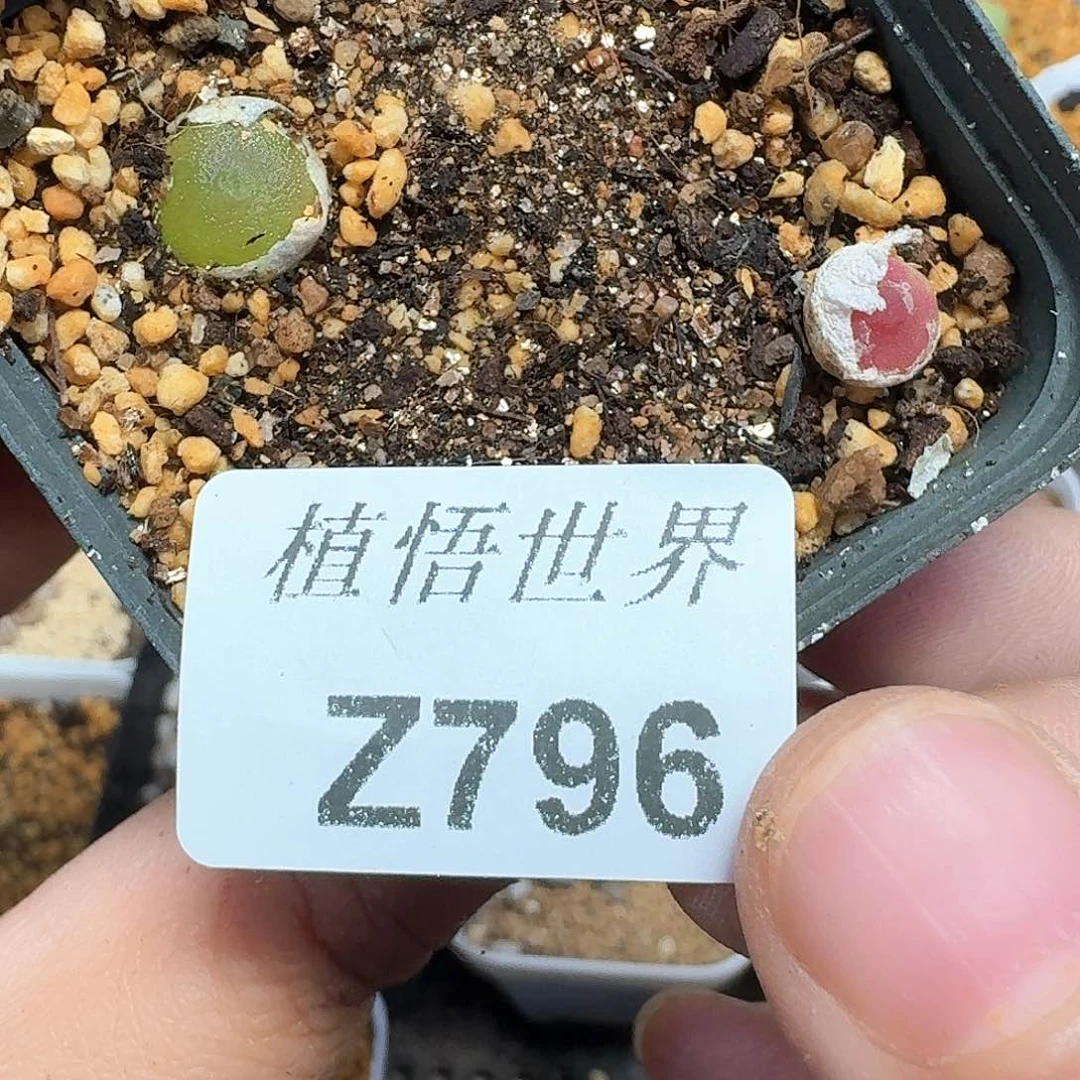 多肉植物的润泽地在vg