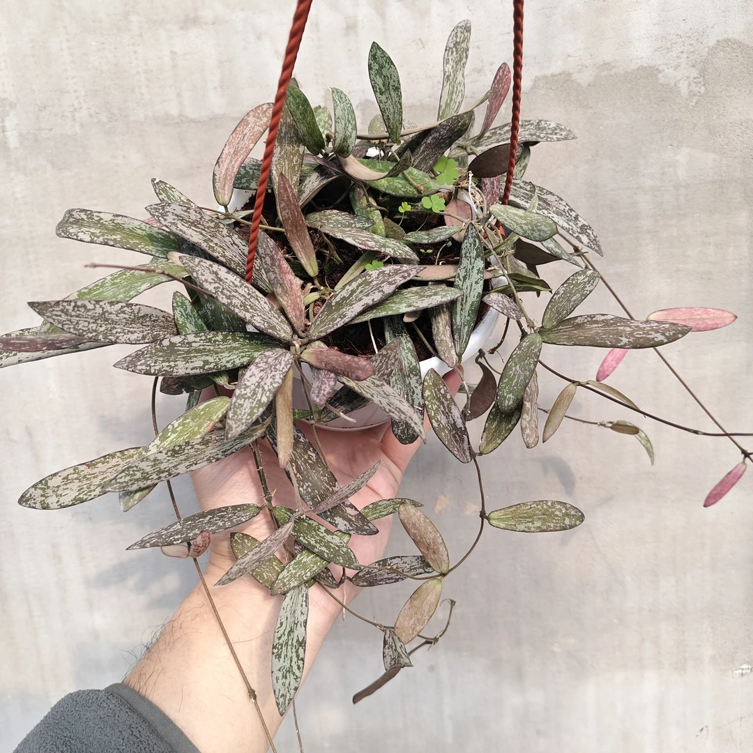 斑印球兰（Hoya sigillatis T.Green）小叶型美叶高斑品种藤蔓细长