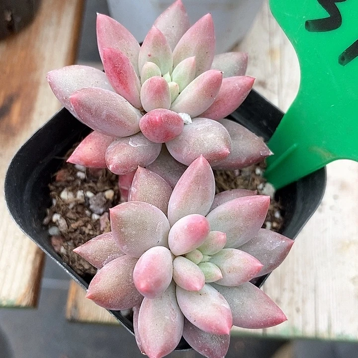 多肉植物车厘子3121