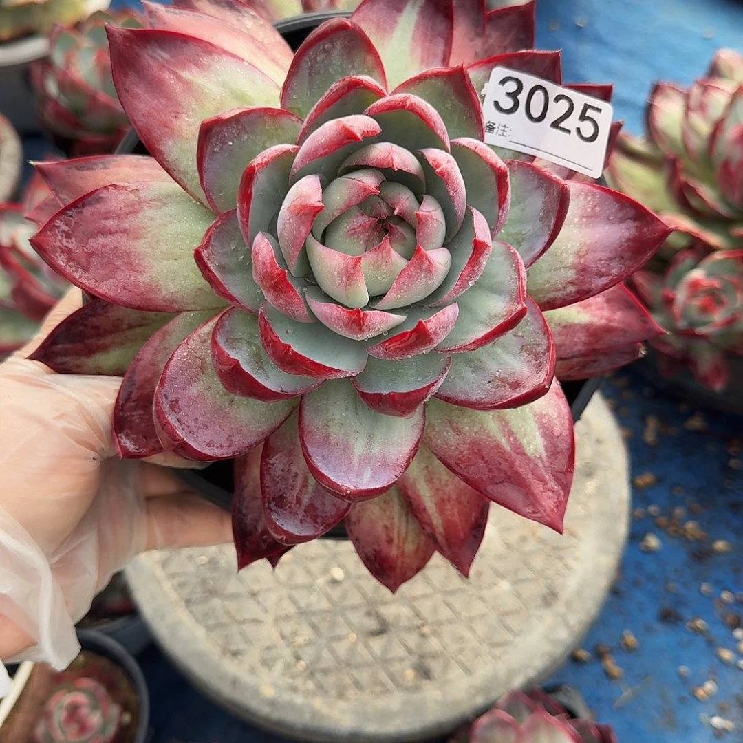 惊鸿仙子 3025........