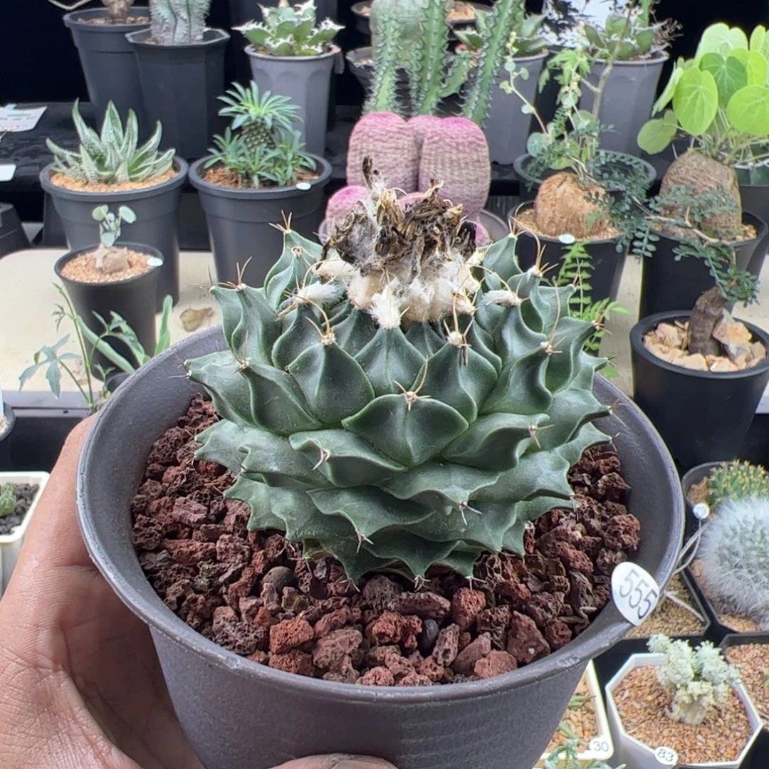 帝冠实生7.7一物一拍默认脱土发