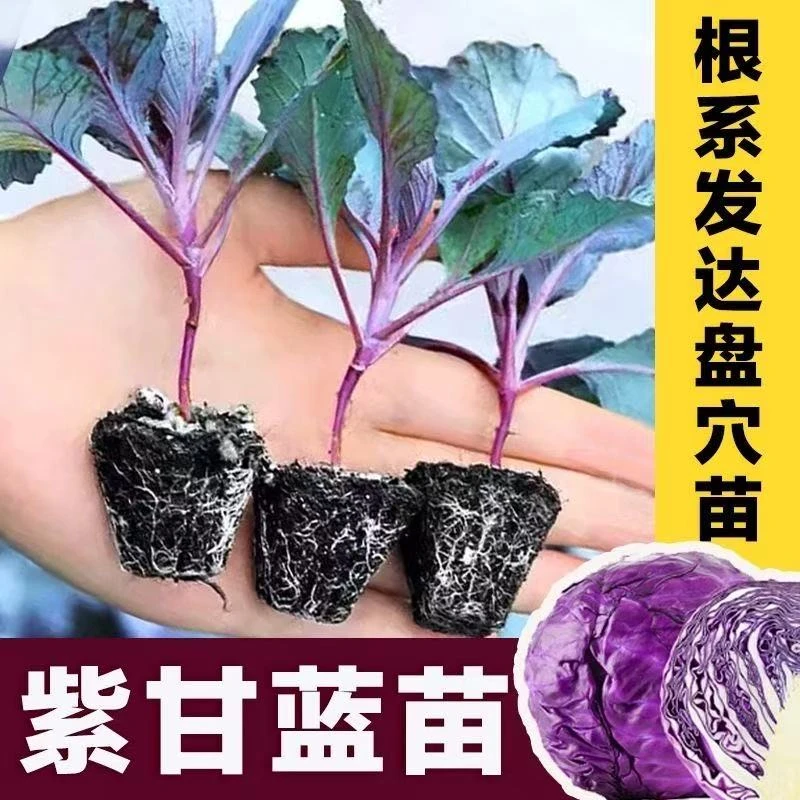 紫甘蓝种苗高产包菜种菜种四季秧苗卷心菜包心菜秋季菜苗耐寒抗病