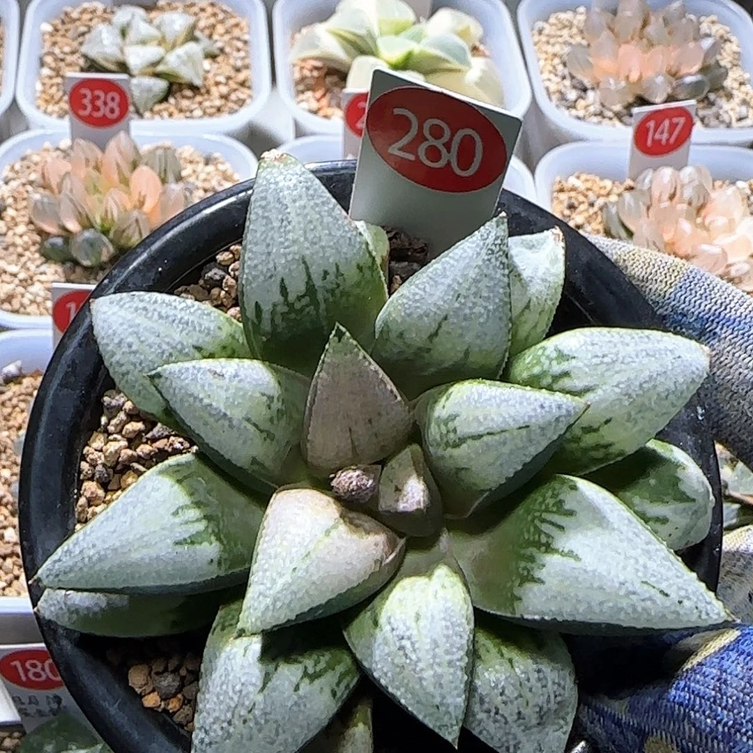 280号隆巴德实生 未繁殖 9.3 厘米左右一物一拍带盆土发货