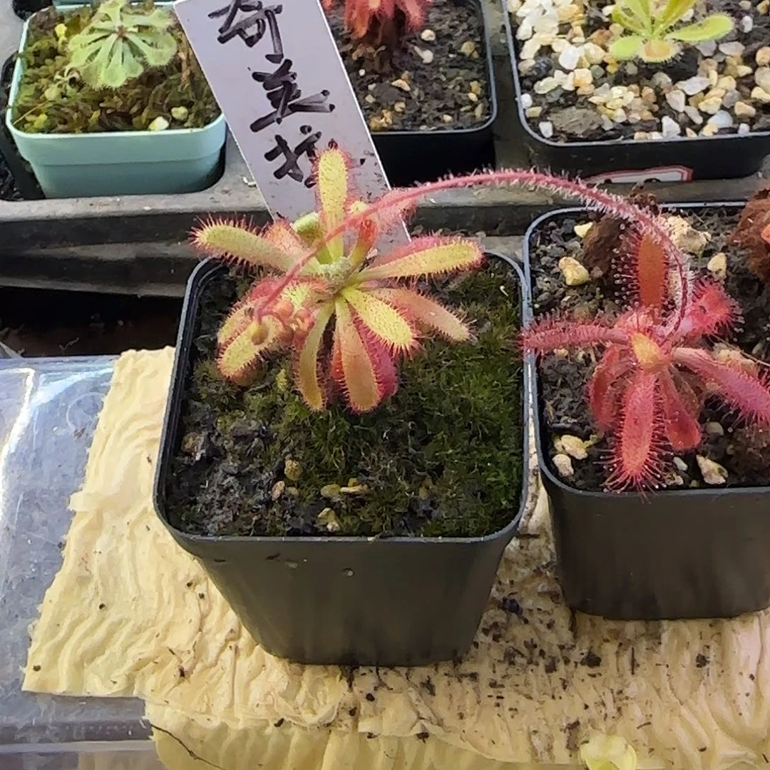 向***铭无花朵奇美拉茅膏菜